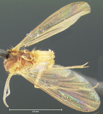 Media type: image;   Entomology 27263 Aspect: habitus dorsal view